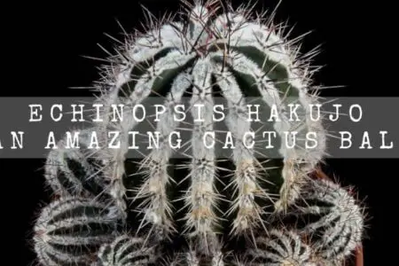 Echinopsis Hakujo | An Amazing Cactus Ball |