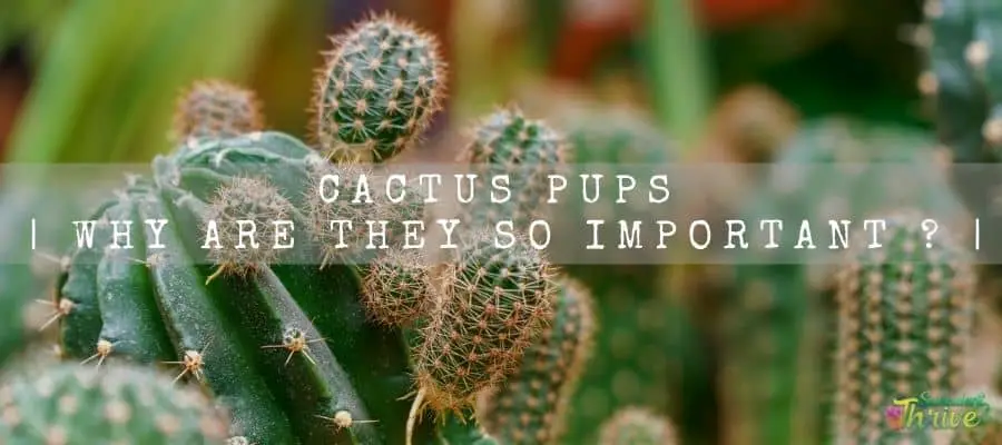Cactus Pups