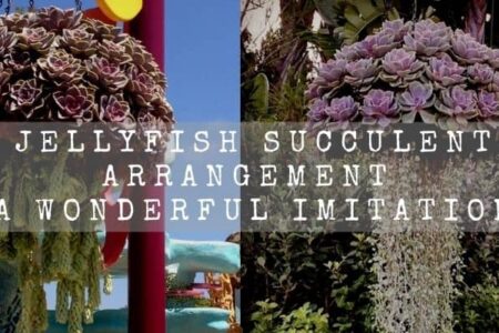 Jellyfish Succulent Arrangement | A Wonderful Imitation |
