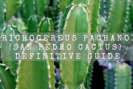 Trichocereus Pachanoi (San Pedro Cactus) Definitive Guide