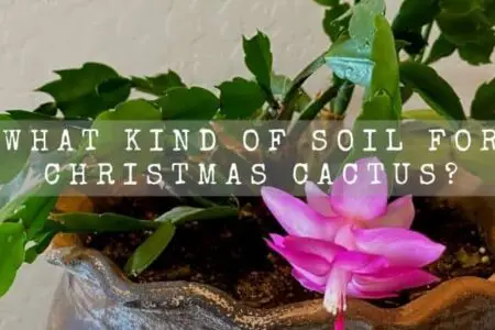 What Kind Of Soil For Christmas Cactus?