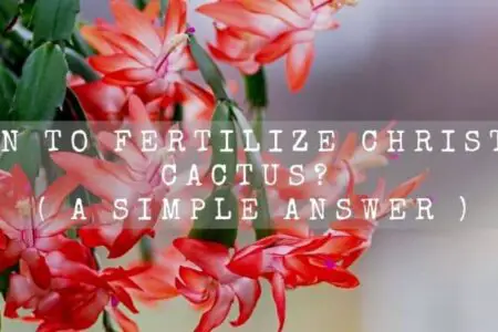 When To Fertilize Christmas Cactus? ( A Simple Answer )