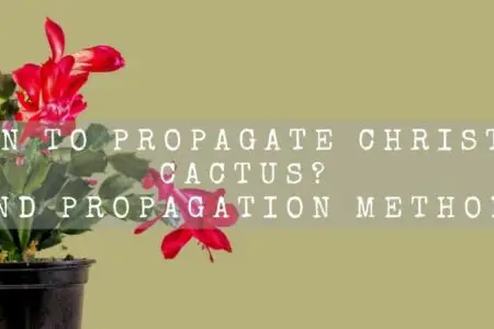 When To Propagate Christmas Cactus?