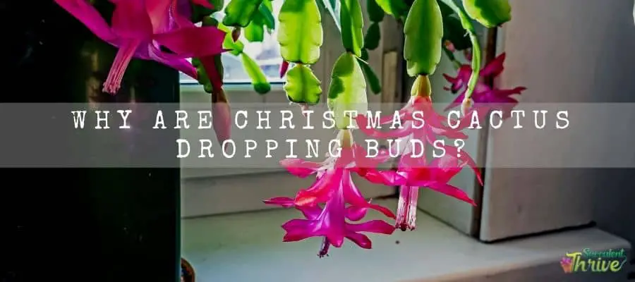 Why Are Christmas Cactus Dropping Buds 