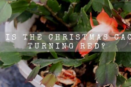 Why Is The Christmas Cactus Turning Red?