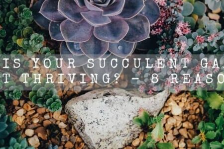 Why Is Your Succulent Garden Not Thriving? – 8 Solid Reasons