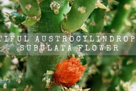 Beautiful Austrocylindropuntia Subulata Flower