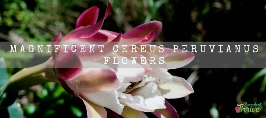 Cereus Peruvianus Flowers