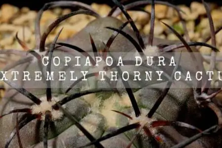 Copiapoa Dura | Extremely Thorny Cactus |