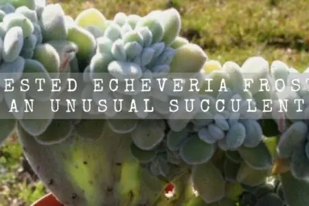 Crested Echeveria Frosty | An Unusual Succulent |