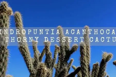 Cylindropuntia Acanthocarpa | A Thorny Dessert Cactus |