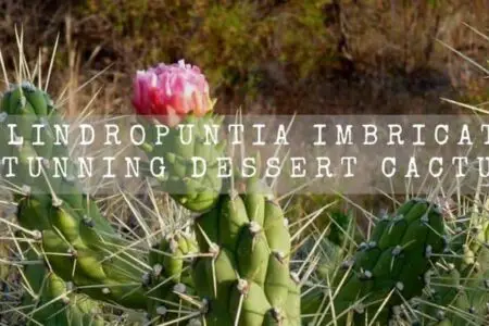 Cylindropuntia Imbricata | Stunning Dessert Cactus |
