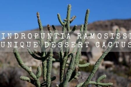 Cylindropuntia Ramosissima | Unique Dessert Cactus |
