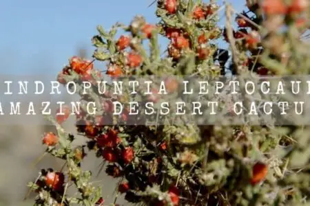 Cylindropuntia Leptocaulis Care | Amazing Dessert Cactus |