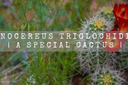 Echinocereus Triglochidiatus | A Special Cactus |