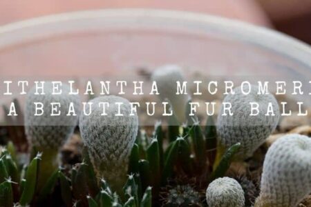 Epithelantha Micromeris | A Beautiful Fur Ball |