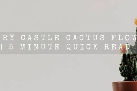 Fairy Castle Cactus Flower | 5 Minute Quick Read |