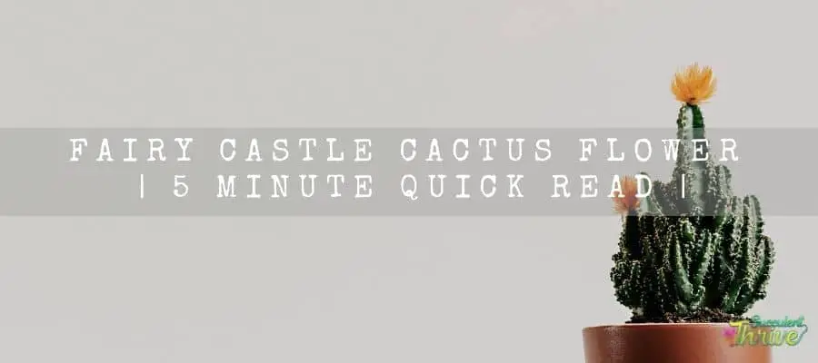 Fairy Castle Cactus Flower