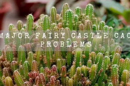 06 Major Fairy Castle Cactus Problems