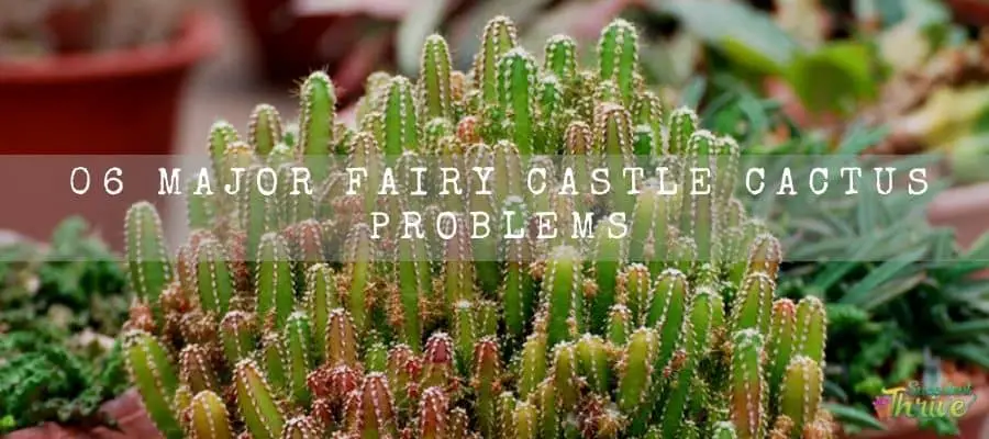 Fairy Castle Cactus Problems
