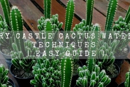 Fairy Castle Cactus Watering Techniques | Easy Guide |