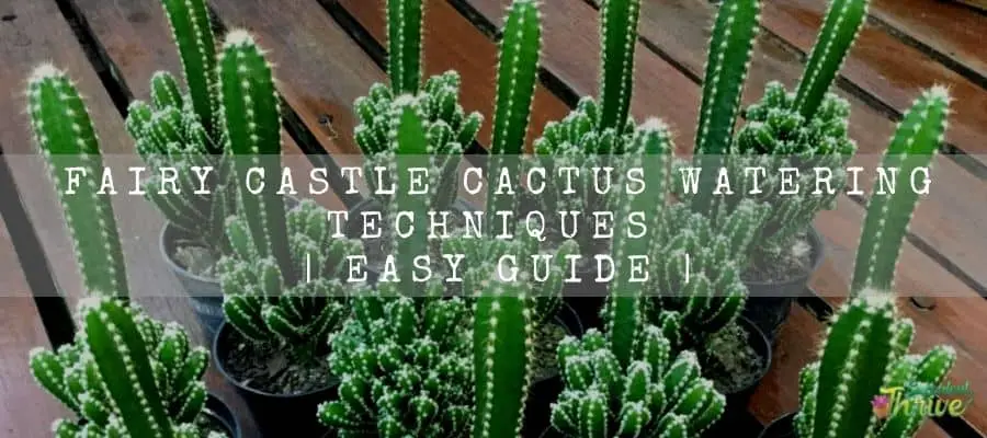 Fairy Castle Cactus Watering