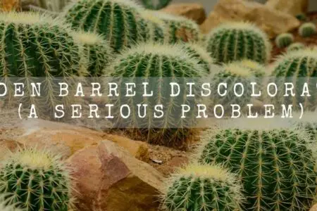 Golden Barrel Discoloration (A Serious Problem)