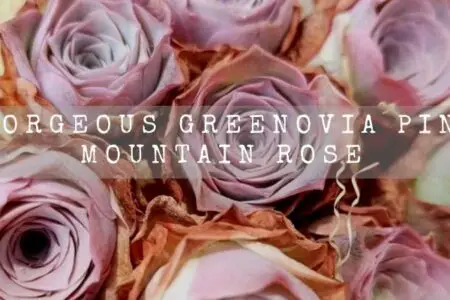 Gorgeous Greenovia Pink Mountain Rose Succulent