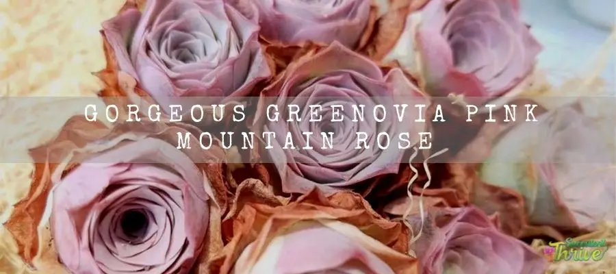 Gorgeous Greenovia Pink Mountain Rose