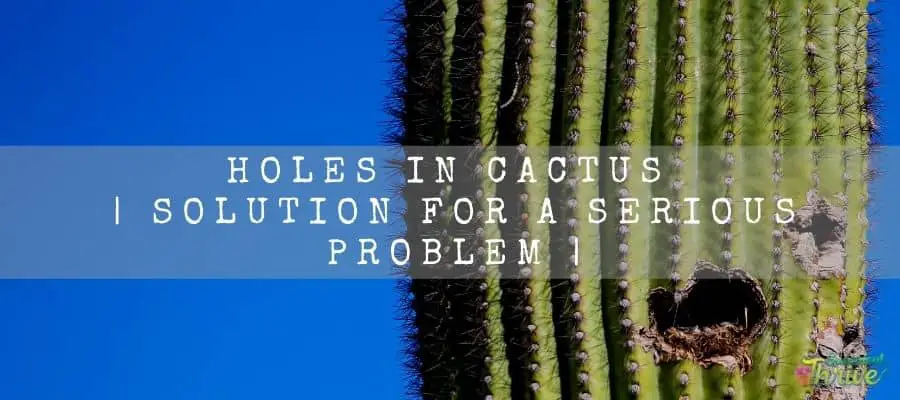 Holes In Cactus