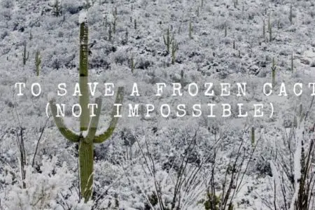 How To Save A Frozen Cactus? (Not Impossible)
