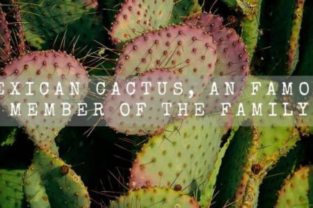 Mexican Cactus | A Famous Cactus Member |