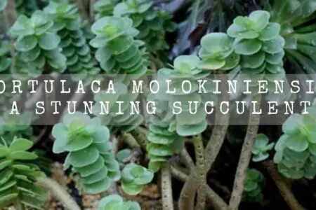 Portulaca Molokiniensis | A Stunning Succulent |