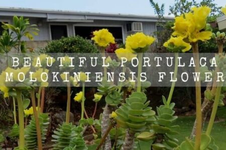 Beautiful Portulaca Molokiniensis Flower