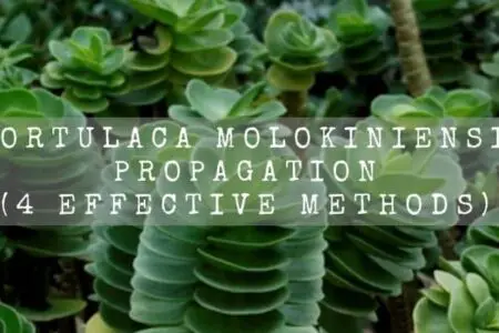 Portulaca Molokiniensis Propagation (4 Effective Methods) 