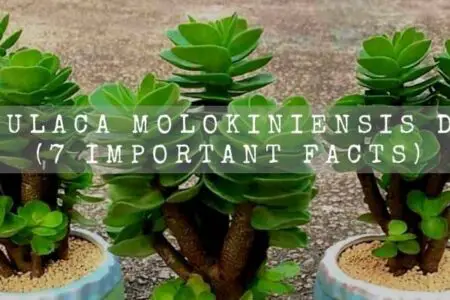 Portulaca Molokiniensis Dying (7 Important Facts)