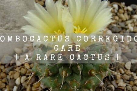Strombocactus Corregidorae Care | A Rare Cactus |