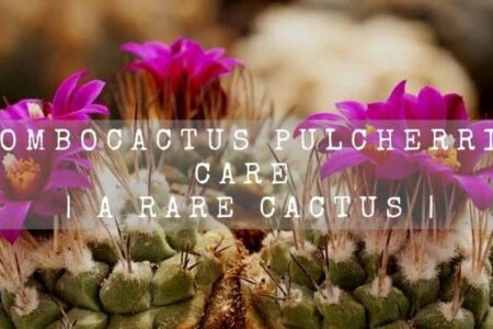 Strombocactus Pulcherrimus Care | A Rare Cactus |