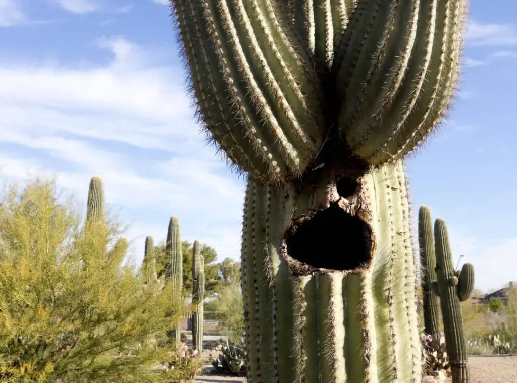 Holes In Cactus