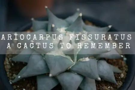 Ariocarpus Fissuratus | A Cactus To Remember |