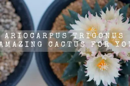 Ariocarpus Trigonus | Amazing Cactus For You |