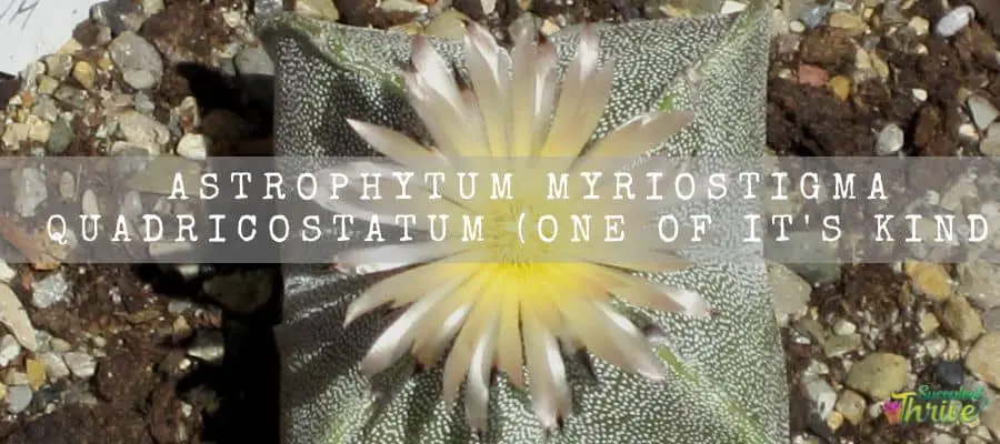 Astrophytum Myriostigma Quadricostatum