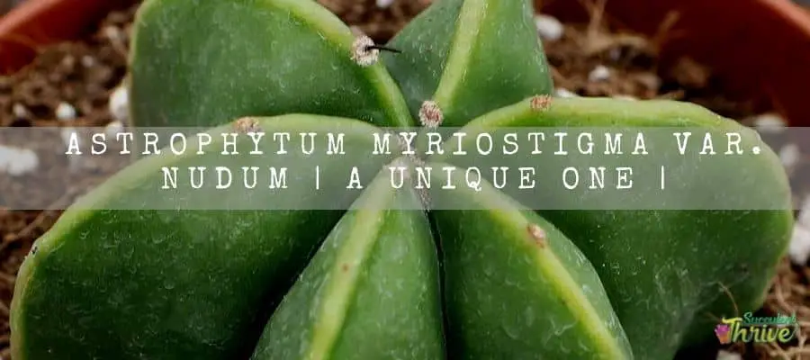 Astrophytum Myriostigma Var. Nudum 