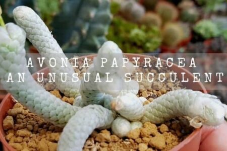 Avonia Papyracea | An Unusual Succulent |