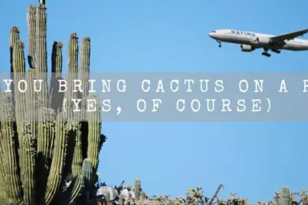 Can You Bring Cactus On A Plane? (TSA Rules)