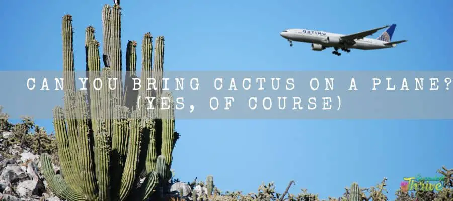 Can You Bring Cactus On A Plane