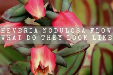 Echeveria Nodulosa Flowers (What Do They Look Like?)