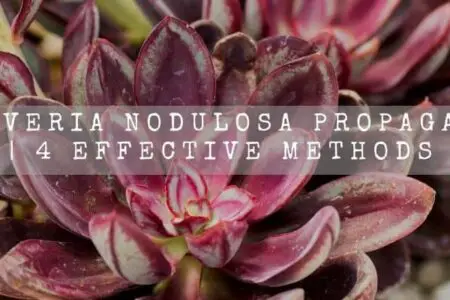 Echeveria Nodulosa Propagation | 4 Effective Methods |