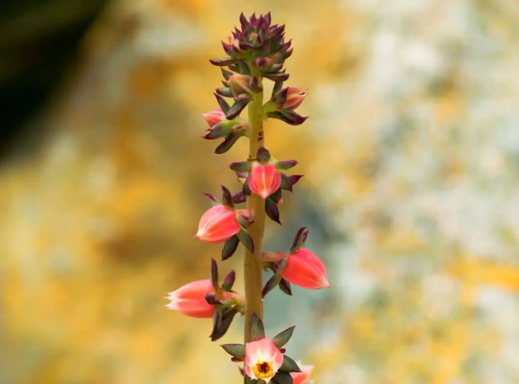 Echeveria Nodulosa Flowers