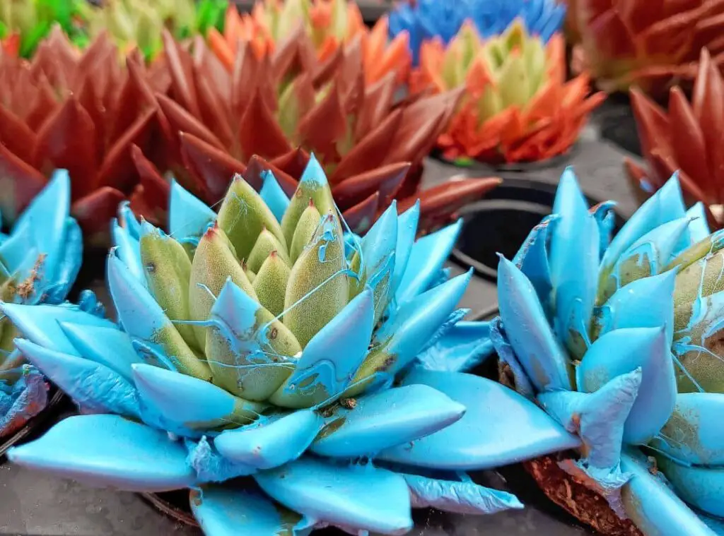 How To Dye Succulent Plants